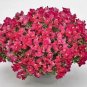Snapdragon Candy Showers Rose 100 seeds