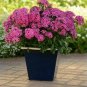 Dianthus Jolt Pink 100 seeds