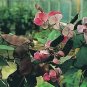 Dolichos (Lablab) Lablab Bronze Leaf 100 seeds