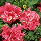 Petunia Cascade Valentine 500 seeds