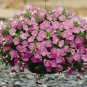 Petunia Shock Wave Pink Shades 100 seeds