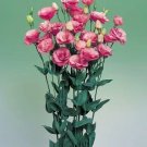 Lisianthus Arena Rose IV 250 seeds
