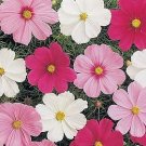 Cosmos Cutesy Mix 250 seeds