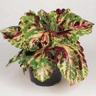 Coleus Kong Mosaic 100 seeds
