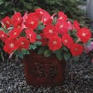 Petunia Trilogy Scarlet 100 seeds