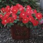 Petunia Trilogy Scarlet 100 seeds