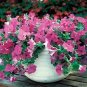 Petunia Wave Lavender 100 seeds