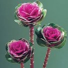 Flowering Kale Lucir Rose 250 seeds
