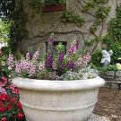 Angelonia Serena Mix 100 seeds