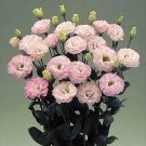 Lisianthus Arena Pink Flash III 250 seeds