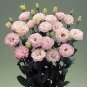 Lisianthus Arena Pink Flash III 250 seeds