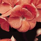 Geranium Pinto Premium Salmon Deep 100 seeds