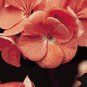 Geranium Pinto Premium Salmon Deep 100 seeds