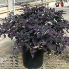 Pepper Ornamental Purple Flash 100 seeds