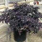 Pepper Ornamental Purple Flash 100 seeds