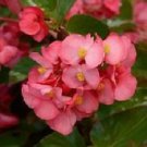 Begonia Megawatt Rose Grn Leaf 100 seeds