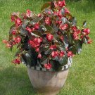 Begonia Big Red-Bronze Leaf 100 seeds