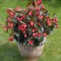 Begonia Big Red-Bronze Leaf 100 seeds