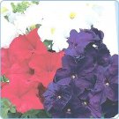 Petunia Easy Wave Flag Mix 100 seeds