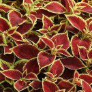 Coleus Sun Crimson Gold 100 seeds