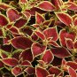 Coleus Sun Crimson Gold 100 seeds