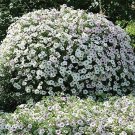 Petunia Easy Wave Silver 100 seeds