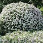 Petunia Easy Wave Silver 100 seeds
