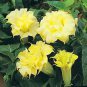 Datura Double Golden Yellow 100 seeds