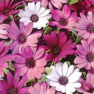 Osteospermum Passion Mix 100 seeds