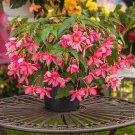 Begonia Funky Pink 100 seeds