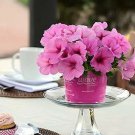 Petunia Easy Wave Pink Passion 100 seeds