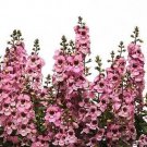 Angelonia Serenita Pink 100 seeds