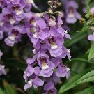 Angelonia Serenita Blue Sky 100 seeds