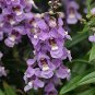 Angelonia Serenita Blue Sky 100 seeds