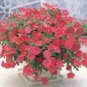 Petunia Opera Supreme Red 100 seeds