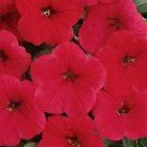 Petunia Easy Wave Red 100 seeds