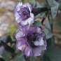 Datura Double Purple 100 seeds
