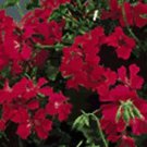 Geranium Tornado Red 100 seeds
