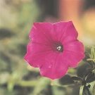 Petunia Tidal Wave Cherry 100 seeds