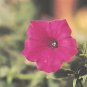 Petunia Tidal Wave Cherry 100 seeds