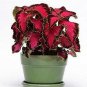 Coleus Sun Choc Covered Cherry 100 seeds