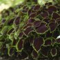 Coleus Sun Chocolate Mint 100 seeds