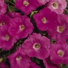 Petunia Easy Wave Pink 100 seeds