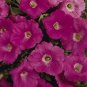 Petunia Easy Wave Pink 100 seeds