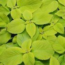 Coleus Sun Lime Delight 100 seeds