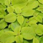 Coleus Sun Lime Delight 100 seeds
