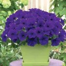 Petunia Trilogy Blue 100 seeds