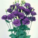 Lisianthus Mariachi Blue 500 seeds