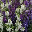 Angelonia Serena Waterfall Mix 100 seeds