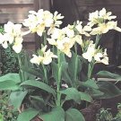Canna Tropical White 100 seeds